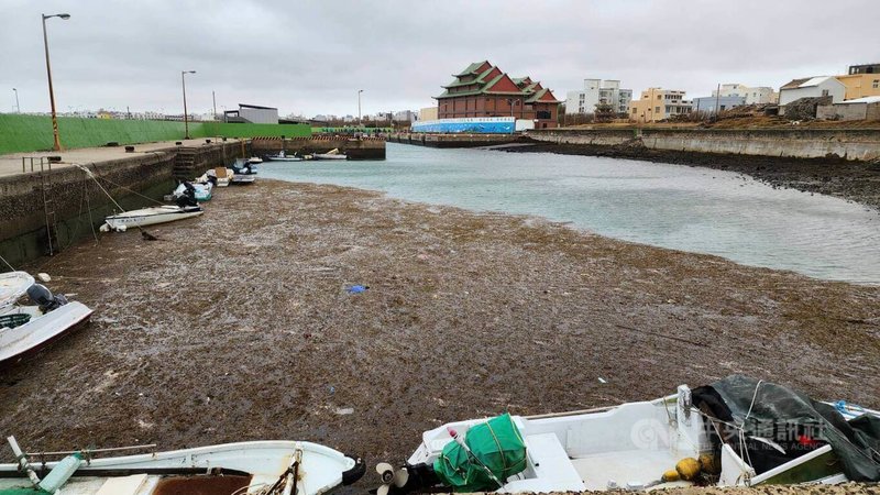 颱風小犬過境澎湖帶來強風大浪，雖重大災情發生，岸際與港區7日卻出現大量海藻，成為災後罕見景象。中央社  112年10月7日