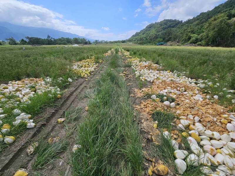 花蓮縣瑞穗鄉幾處農地近日被發現堆置大量文旦柚,縣府環保局指出,會針對有無危害環境、衛生整潔部分處理,初步評估多為新鮮的文旦柚,沒有孳生蚊蠅,會要求現地清除跟改善。(民眾提供)中央社記者張祈傳真 112年10月13日