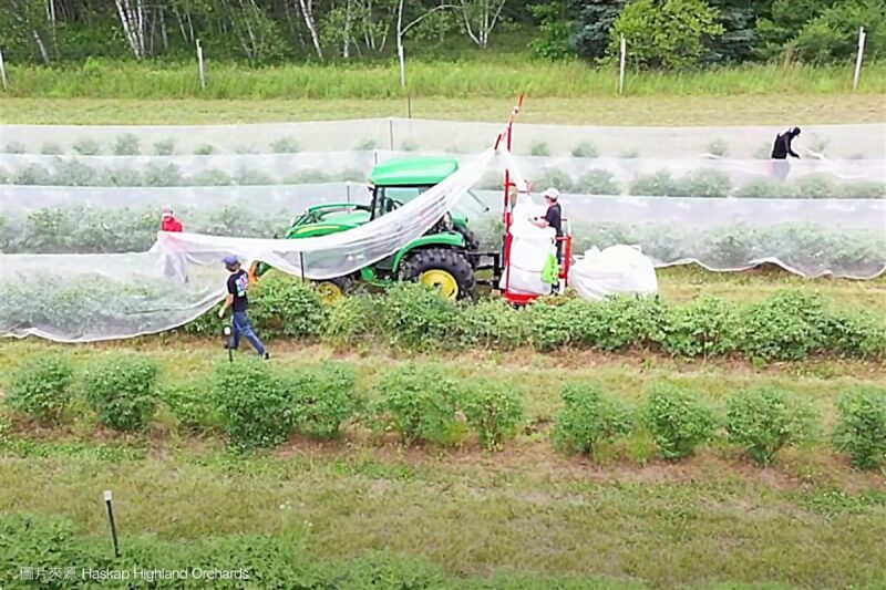 加拿大駐台北貿易辦事處13日攜手通路業者導入有長壽果之稱的藍靛果(Haskap)來台,連鎖通路里仁公司表示,為了不傷害前往啄食的鳥兒,加拿大農民用覆網保護果實,機器採收時再拉開覆網,落果則與鳥兒分享,友善生態環境。(加拿大農場Haskap Highland Orchards提供)中央社記者楊淑閔傳真 112年10月13日
