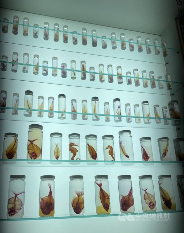 中研院「驚艷臺灣生物多樣性」特展即日起展出至民國113年3月31日止,以植物、動物、海洋、生態劇場等主題,視覺化呈現台灣富饒的生物多樣性。中央社記者吳欣紜攝 112年10月14日