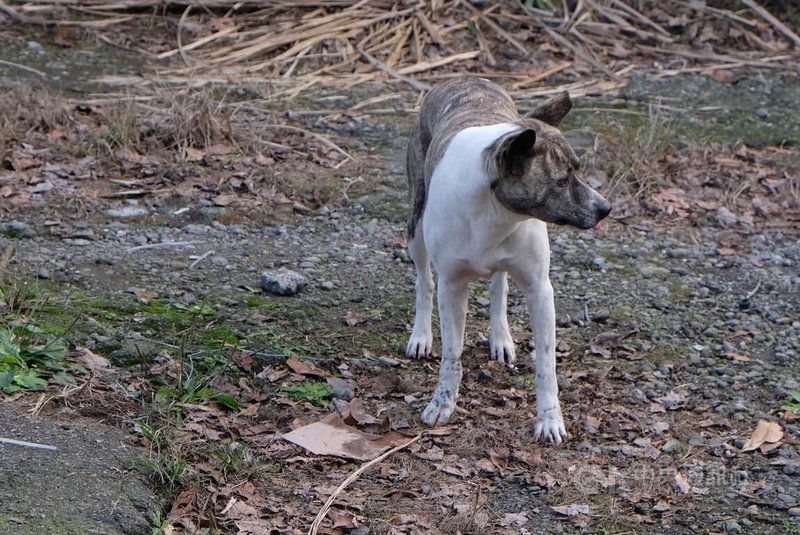 根據農業部估算，今年流浪犬數量可能高達18萬隻，比台灣新生兒數量還多，藥廠捐贈1年份狂犬病疫苗及寄生蟲藥，盼流浪犬從街頭到家的漫長等待旅程中，都能擁有健康身體。中央社記者曾以寧攝  112年10月16日