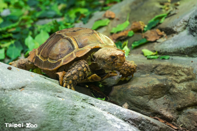 北市動物園送至布拉格動物園的公麒麟陸龜順利配對並有了後代。（圖取自facebook.com/TaipeiZoo）