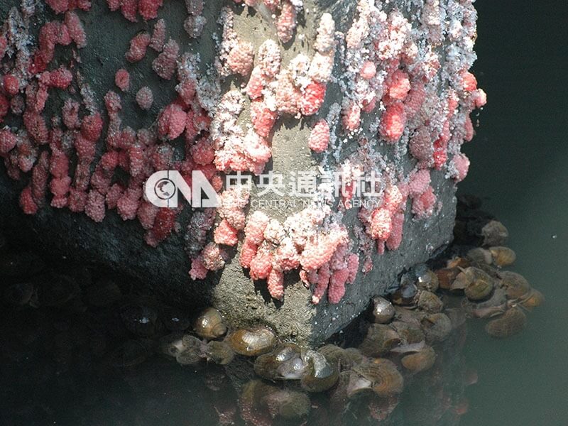 福壽螺因毫無經濟價值被棄養，造成生態夢魘，台東市正氣北路連魚蝦都無法生長的水溝，滿是福壽螺和卵 (紅色)，讓人怵目驚心。（中央社檔案照片）