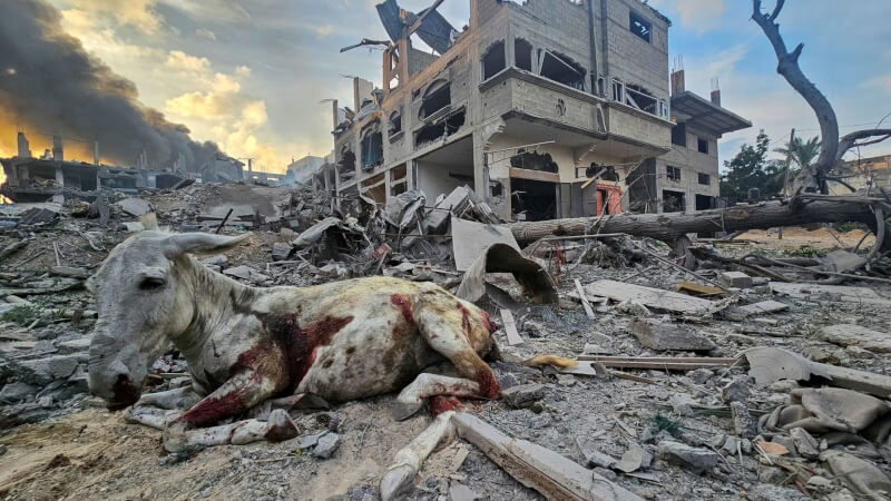 圖為加薩北部11日遭以色列砲擊，一頭受傷的驢子坐在遭嚴重毀損的建物旁。（路透社）