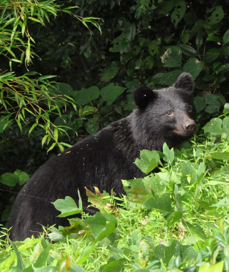 圖為2010年東京住宅區出現黑熊。（共同社）