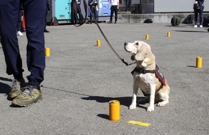 兩隻來自台灣的紅火蟻偵測犬到日本實測偵測紅火蟻的實驗，日方將藉這項實驗判斷是否引進偵測犬。（共同社）