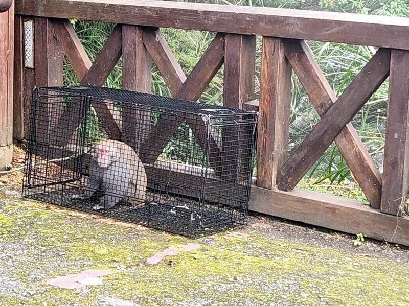 阿里山國家森林遊樂區台灣獼猴族群量增加，且常發生搶奪遊客及商家食物，林業保育署嘉義分署誘捕獼猴進行絕育，守護遊客遊憩安全。（林業保育署嘉義分署提供）中央社記者黃國芳傳真  112年10月25日