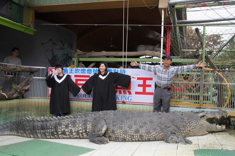 台南老字號的動物園「麻豆鱷魚王」不敵經營壓力即將熄燈，有準大學畢業生特地從外縣市前來，與即將畢業的超級大鱷魚「小河」一起拍畢業照。中央社記者楊思瑞攝 105年1月26日