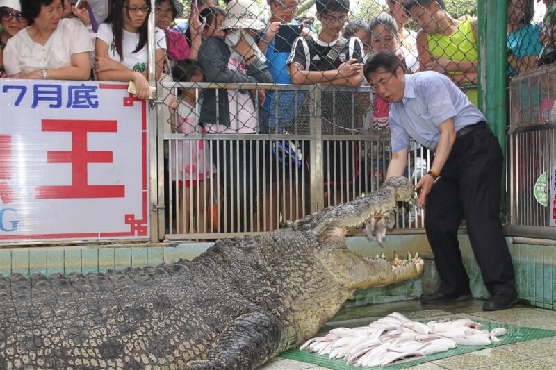 台南「麻豆鱷魚王」的看板明星超級巨鱷即將移居中國大陸的動物園。民進黨立委黃偉哲(前右)31日購買虱目魚肚並親手餵食,希望巨鱷會懷念台灣味。中央社記者楊思瑞攝 105年7月31日