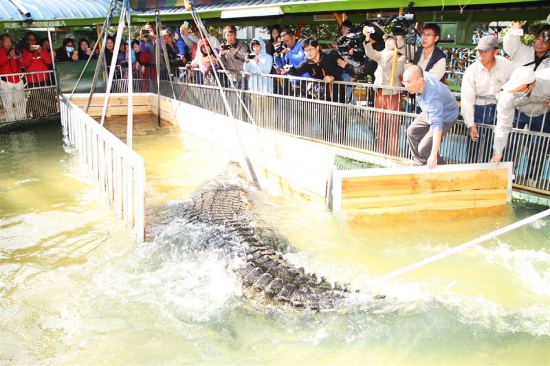 台南麻豆鱷魚王生態農場結束營業後，決定將飼養36年的明星巨鱷「小河」轉贈中國廈門的動物園收養，19日在吊車協助下裝上貨櫃。中央社記者楊思瑞攝 106年12月19日