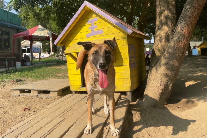 針對執行絕育後不適合原地回置的遊蕩犬，台南市動物防疫保護處遴選訓練為工作犬，並媒合畜牧場、魚塭、果園、工廠業者認養。（台南市動保處提供）中央社記者楊思瑞台南傳真 112年11月1日