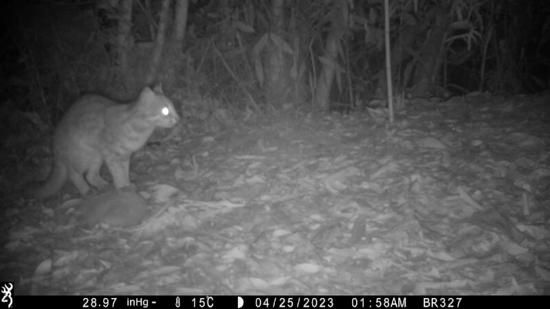 農業部林業及自然保育署南投分署2018年在雲林山區架設相機監測野生動物，卻意外在2019年至今拍到7次石虎影像。（林業保育署南投分署提供）中央社記者蔡智明傳真 112年11月1日