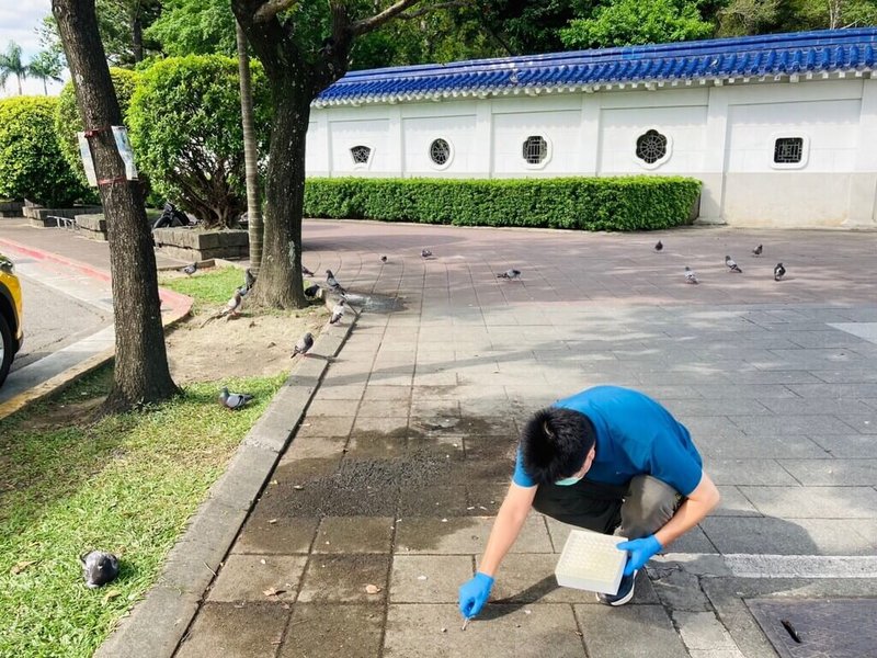 台北市動物保護處2日指出，秋冬為禽流感高峰期，盼民眾一起防範，落實不接觸、不餵食、不購買與不生食來路不明禽類商品；經採檢全市禽鳥熱點，未檢出高病原性禽流感病毒，將持續消毒環境。（動保處提供）中央社記者劉建邦傳真  112年11月2日