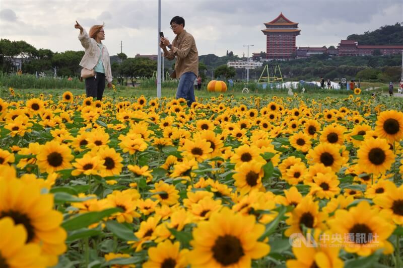圖為民眾前往台北市大佳河濱公園賞花、拍美照。（中央社檔案照片）