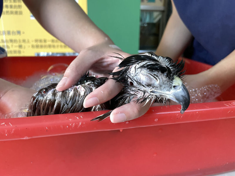 一隻落難鳳頭蒼鷹2022年6月在台東森林公園獲救,送往野灣野生動物保育協會附設非營利野生動物醫院搶救,牠的胸部疑中鉛彈又染疥癬蟎變禿頭,照養員採用凡士林療法,先用凡士林悶死疥癬蟎、再將凡士林洗掉,經過頻繁梳洗,總算讓羽毛重新長出。(野灣野生動物保育協會環境教育專員詹欣穎提供)中央社記者盧太城台東傳真 112年11月4日