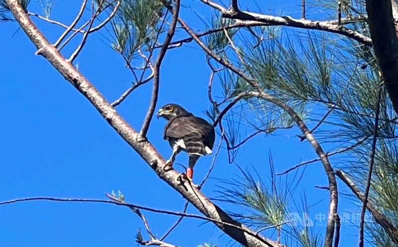 一隻鳳頭蒼鷹2022年6月在台東市森林公園落難，胸部疑似中鉛彈又染疥癬蟎變禿頭，經過1年半調養和換新羽毛，終於在4日野放回家。中央社記者盧太城台東攝 112年11月4日