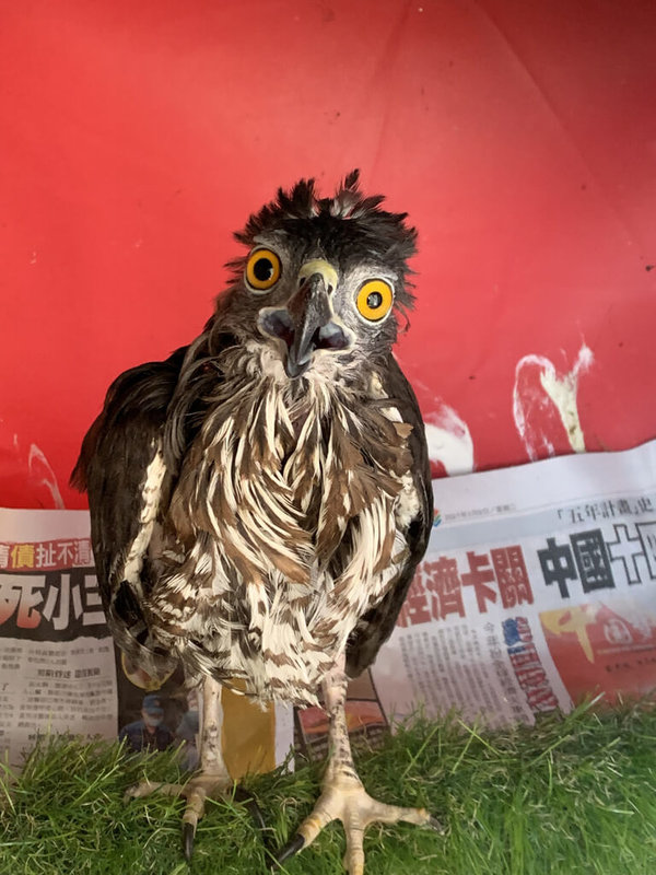 一年前在台東森林公園落難獲救的鳳頭蒼鷹經調養後,目前傷勢皆痊癒,因感染疥癬蟎導致光禿的頭部羽毛也已換新,4日成功野放重返大自然。(野灣野生動物保育協會環境教育專員詹欣穎提供)中央社記者盧太城台東傳真 112年11月4日