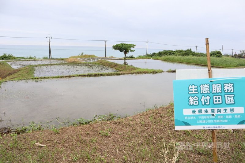 花蓮縣豐濱鄉新社村以海岸梯田為村內特有景觀, 8名志同道合的村民致力發展生態農業,維護生物多樣性並保存噶瑪蘭族傳統農業文化,以太平洋海風自然乾燥,產出白米、糙米、黑豆等農作物。中央社記者李先鳳攝 112年11月8日