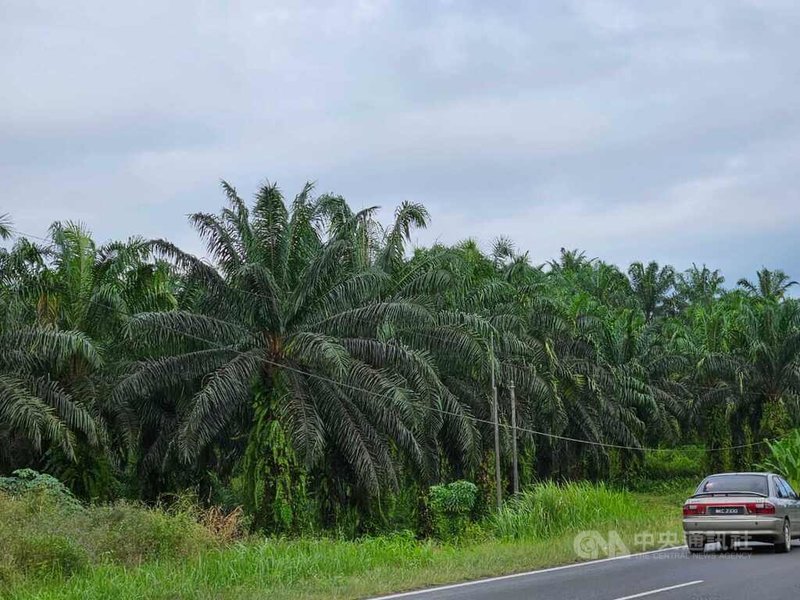 馬來西亞棕櫚油總署舉辦國際棕櫚油會議暨展覽9日落幕，探討棕櫚油產業研究，以及最新趨勢、技術與產品，圖為馬來西亞重要經濟農業作物棕櫚樹。中央社記者黃自強吉隆坡攝 112年11月9日