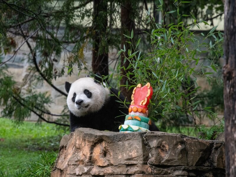 美國史密森尼國家動物園內的3隻大貓熊8日送回中國。圖為3歲的貓熊「小奇蹟」。（圖取自facebook.com/nationalzoo）
