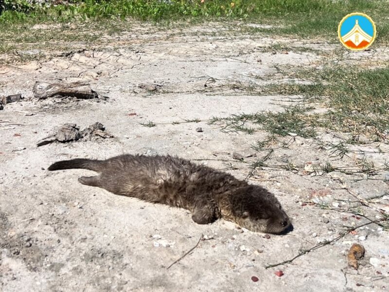 民眾今年9月在金寧鄉慈湖發現1隻水獺遺體，經採檢確認遭犬隻攻擊致死。（圖取自facebook.com/Kinmen.EAD）