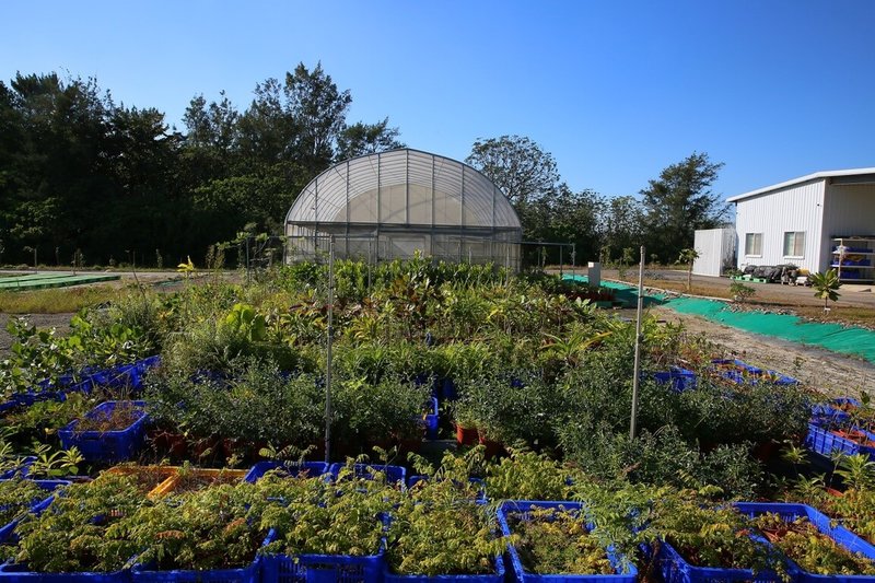 台江國家公園管理處保育園區珍稀植物及推廣原生植物適地綠化，啟動苗圃設置作業，以形塑台江地區原生植物種原中心。（台江國家公園管理處提供）中央社記者張榮祥台南傳真  112年11月22日