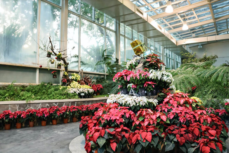 國立自然科學博物館植物園推出「聖誕紅。不紅？聖誕紅新品種花展」，展出國內外14種、600盆美麗聖誕紅。（科博館提供）中央社記者趙麗妍傳真  112年11月26日