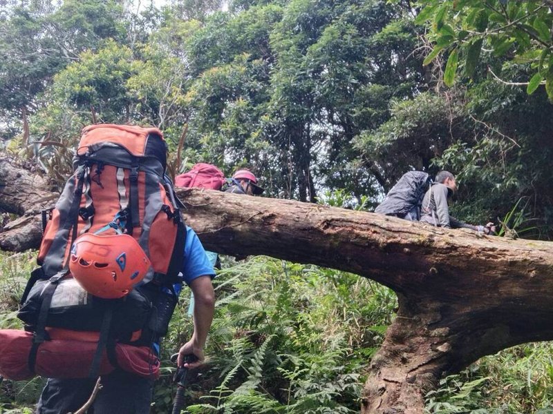 2名法國籍人士23日前往霧台鄉霧頭山登山迷路，屏東消防119在26日上午接獲通報，集結人力分別從霧台鄉阿禮及泰武鄉北大武山2處前進搜尋，並申請空中勤務總隊直升機前往搜救。圖為地面人員持續搜尋情形。（屏東消防局提供）中央社記者林巧璉傳真 112年11月27日