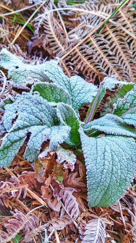 大雪山國家森林遊樂區內的小雪山資訊站海拔2600公尺,28日清晨近攝氏零度低溫,植物披上白色冰霜像是撒了一層糖霜。(林業及自然保育署台中分署提供)中央社記者趙麗妍傳真 112年11月28日