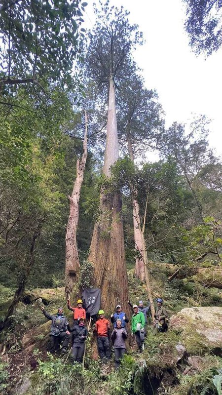 「找樹的人－巨木地圖計畫」12月2日將在成功大學舉行第5次成果發表會，介紹台灣山林巨木故事；圖為目前發現最高的台灣杉巨木、高度達84.1公尺的「大安溪倚天劍」。（成功大學提供）中央社記者張榮祥台南傳真  112年11月29日