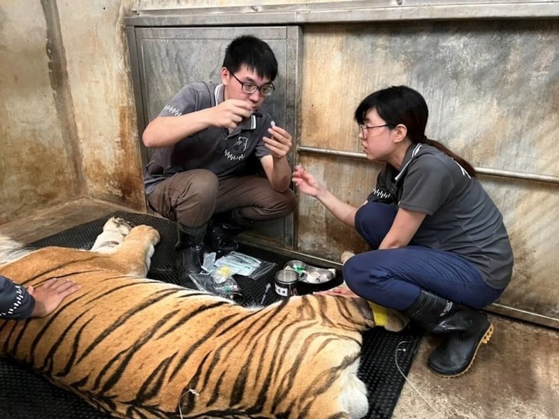 新竹市立動物園的孟加拉虎「六福」7月時食慾降低、行動遲緩，獸醫師立即安排麻醉檢查，診斷結果主要為脫水、食慾不振、高齡老化關節炎；於10月25日下午在睡夢中過世。（新竹市立動物園提供）中央社記者魯鋼駿傳真  112年11月30日