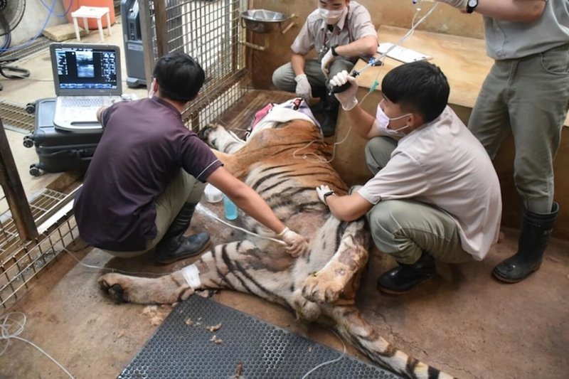 新竹市立動物園高齡18歲的孟加拉虎「六福」日前離世，「六福」在7月時曾因食慾不佳、高齡老化關節炎等狀況接受健康檢查，六福村動物園獸醫師團隊也至園區給予醫療上的協助。（新竹市立動物園提供）中央社記者魯鋼駿傳真  112年11月30日