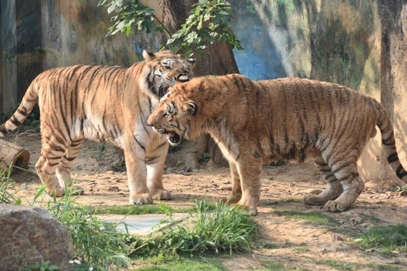 新竹市立動物園的孟加拉虎兄弟「六福」、「來福」，繼111年底弟弟「來福」過世後，高齡18歲的哥哥「六福」也在112年10月25日因身體老化逝世。（新竹市立動物園提供）中央社記者魯鋼駿傳真  112年11月30日