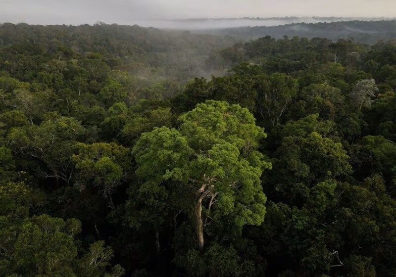 圖為巴西亞馬遜州的森林空拍圖。（路透社）