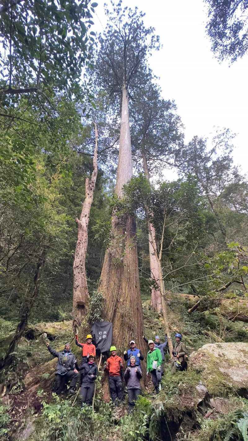 圖為目前發現最高的台灣杉巨木、高度達84.1公尺的「大安溪倚天劍」。（成功大學提供）