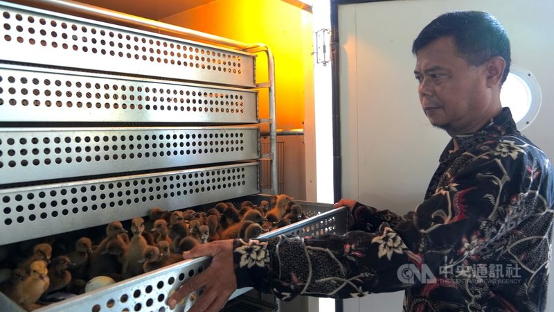 印尼鴨農第三代阿多（Adok）今年年初開始使用台灣製造及生產的大型自動孵化機後，鴨蛋孵化率從原本的30％提升至75％，為他增加不少收入。中央社記者李宗憲西爪哇攝 112年12月3日