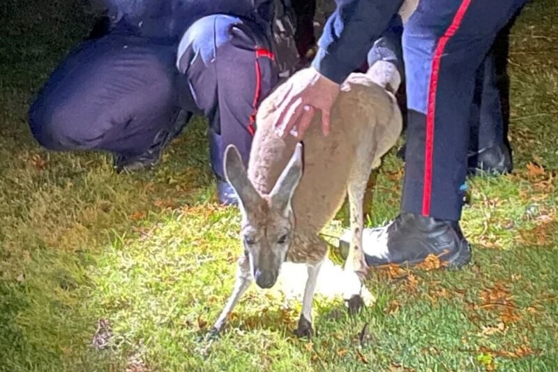 加拿大一隻袋鼠被運送至另一間動物園的過程中逃跑，警方出動圍捕時，其中一名警察慘遭袋鼠朝臉部揮拳。（Durham Regional Police Service/via 路透社）