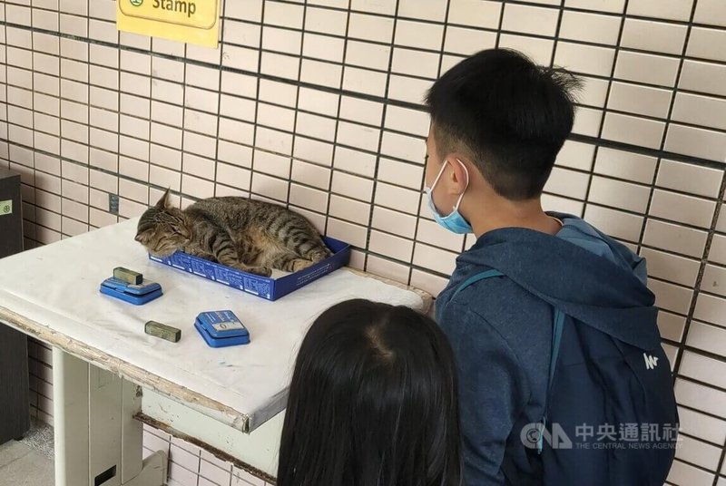 台東火車站內有2隻流浪貓,脾氣溫馴、任由遊客觸摸,其中1隻叫「點點」,因為喜歡躺在火車站出口處、讓遊客蓋搭車證明的紙盒內迎接遊客到來、出站,因此被暱稱為「值班站長」。中央社記者盧太城台東攝 112年12月6日