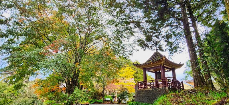 阿里山慈雲寺銀杏與一旁的鐘樓、青楓,是很多人喜愛拍照的景點,因為暖冬的關係,青楓目前仍是滿樹翠綠帶微黃的景象,尚未轉紅。(林業及自然保育署嘉義分署提供)中央社記者蔡智明傳真 112年12月6日