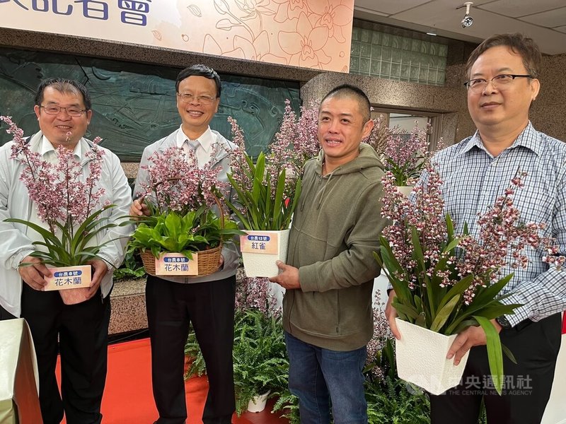 農業部農試所7日舉行「文心蘭盆花新品種引領潮流發表會」,農試所指出,文心蘭品種選育始於民國91年,迄今累計育成12個品種,皆出自農試所花卉試驗分所副研究員蔡東明(右)之手。左2為農試所所長林學詩。中央社記者楊淑閔攝 112年12月7日