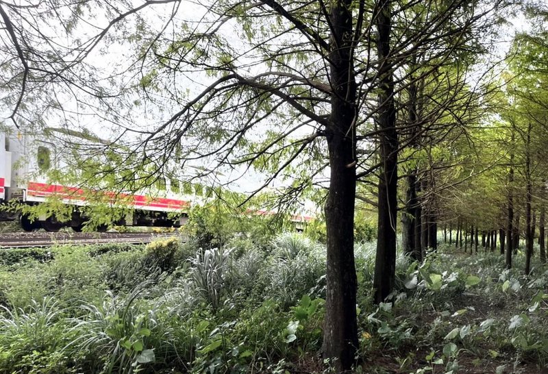 新北市觀光旅遊局7日表示，台鐵北迴線牡丹車站與雙溪車站間有一處未開放區域種植許多落羽松，已商請台鐵提供土地並整理，預計113年開放。（新北觀旅局提供）中央社記者黃旭昇新北傳真  112年12月7日