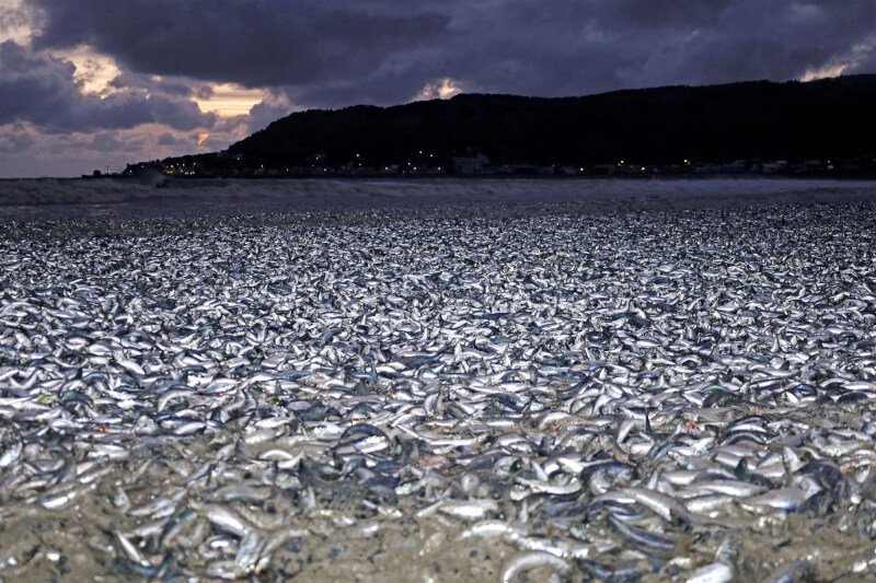 日本北海道函館市海灘7日出現大量沙丁魚等魚類被海浪拍打上岸，魚屍散布範圍約一公里。（共同社）