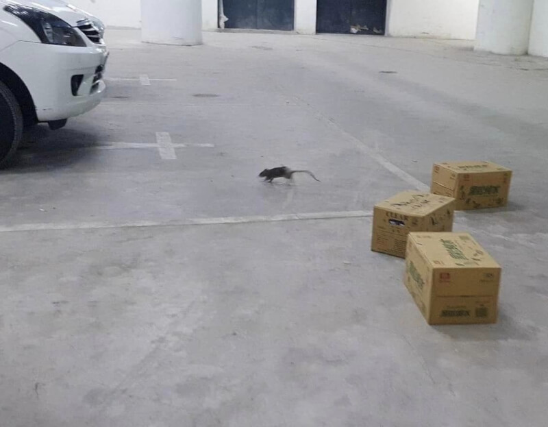 台北市議員許淑華指出，大巨蛋地下室轉播區有老鼠亂竄。（圖取自facebook.com/shua0522）