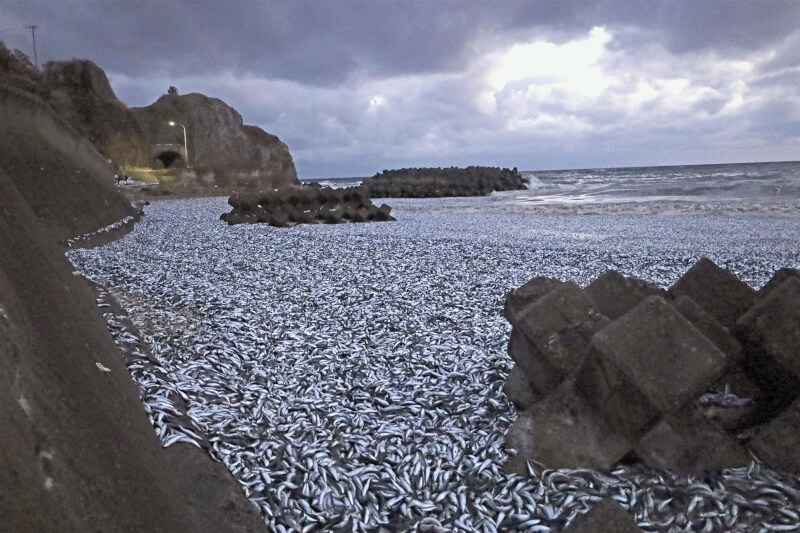 北海道函館市一處海灘7日大量沙丁魚等魚群被沖上岸。（共同社）