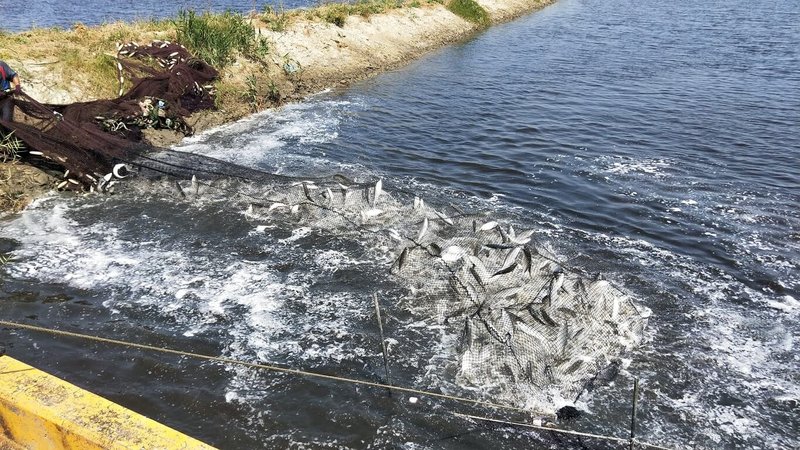 台灣養殖虱目魚歷史超過400年,而嘉義縣是全國虱目魚重要產銷節點,養殖面積約2000公頃,年產量約7000公噸,東石、布袋及義竹都有養殖。(嘉義縣政府提供)中央社記者蔡智明傳真 112年12月14日