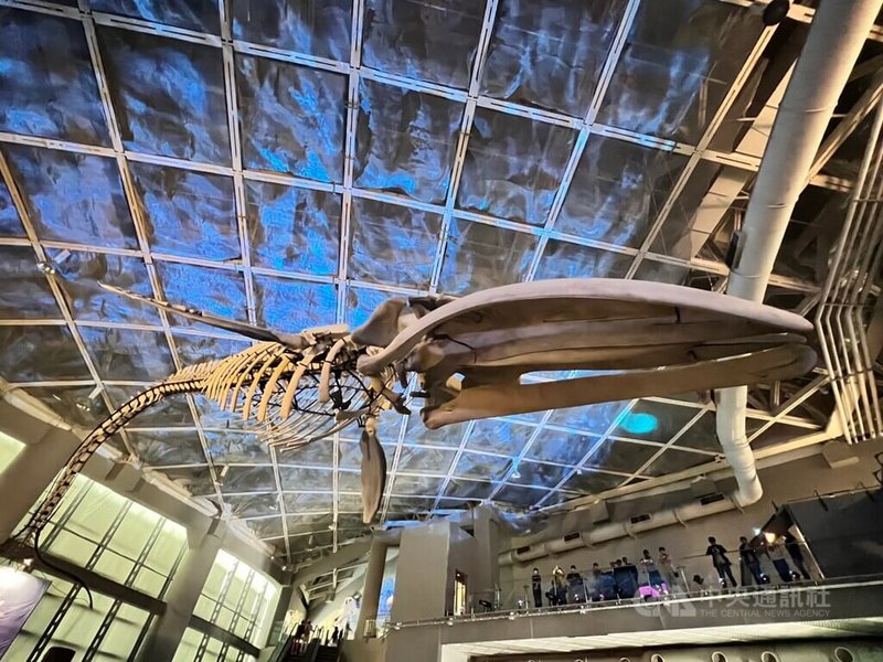 國立海洋生物博物館15日展出台灣首件藍鯨骨骼標本，模擬藍鯨下潛瞬間，宛如重返海洋，以另一種樣貌遨遊在10公尺高的海生館世界水域館大廳上方。中央社記者李卉婷攝 112年12月15日