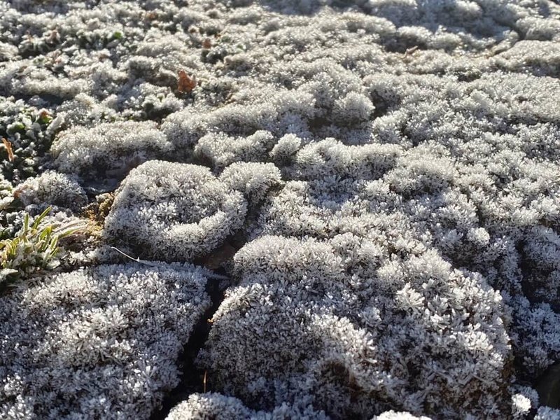 根據中央氣象署網站資訊顯示，18日凌晨南投縣信義鄉玉山北峰最低溫為攝氏零下4.2度，雖未下雪，但植物表面已結霜。（氣象署提供）中央社記者張雄風傳真 112年12月18日