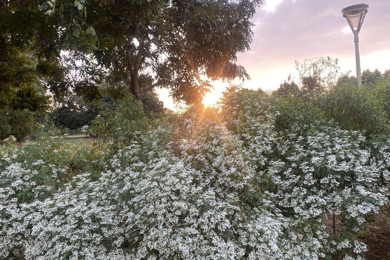 台南山上花園水道博物館園區內栽種的白雪木進入花期，近日下午常可見在陽光灑落在白雪木上，彷彿一片燦爛金色雪景。（台南市文化局提供）中央社記者楊思瑞台南傳真  112年12月20日