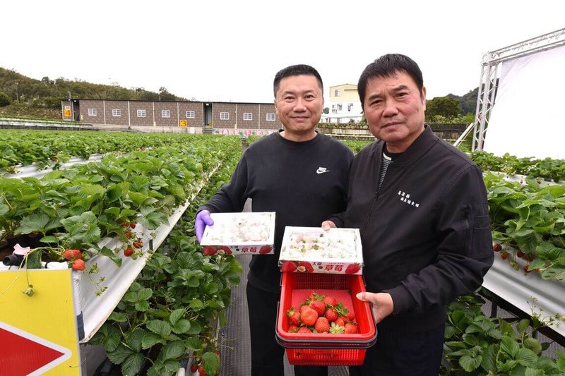 苗栗縣大湖地區農會20日宣布一年一度草莓季報到，苗栗縣長鍾東錦（右）也親自體驗採果，並歡迎遊客到大湖品嘗有如戀愛「酸甜」滋味的優質國產草莓。（苗栗縣政府提供）中央社記者管瑞平傳真  112年12月20日