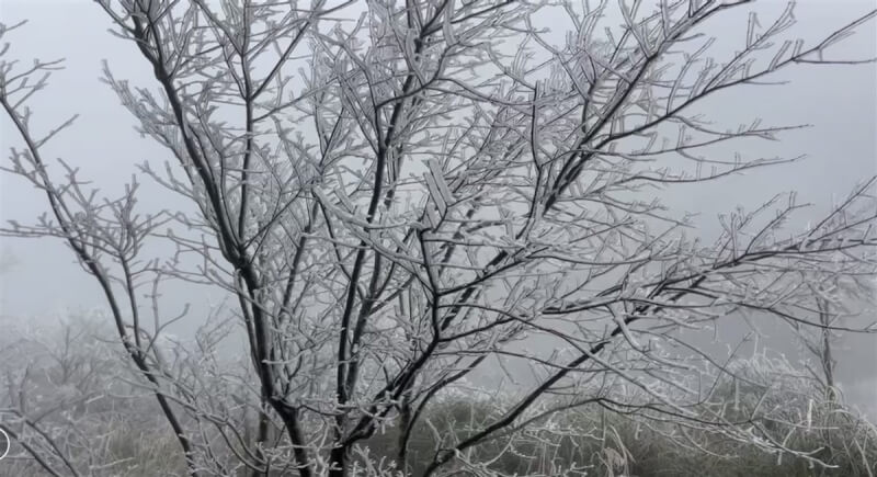 鄰近台中市武陵農場的思源埡口22日出現白茫茫的霧淞景象。(武陵農場提供)中央社記者郝雪卿傳真 112年12月22日